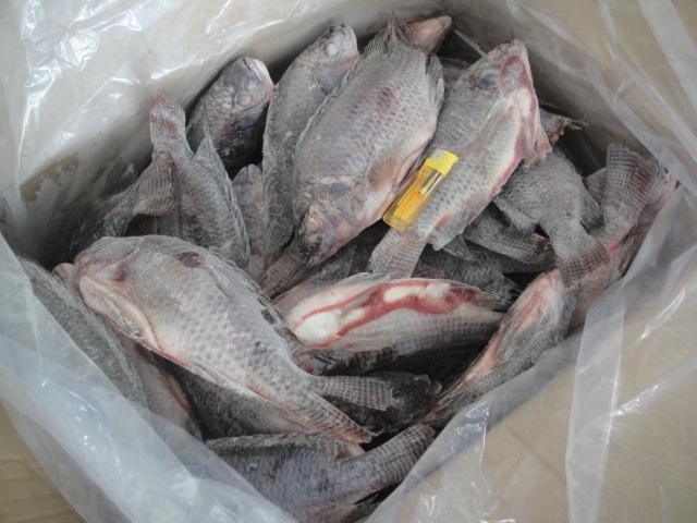 三去羅非魚